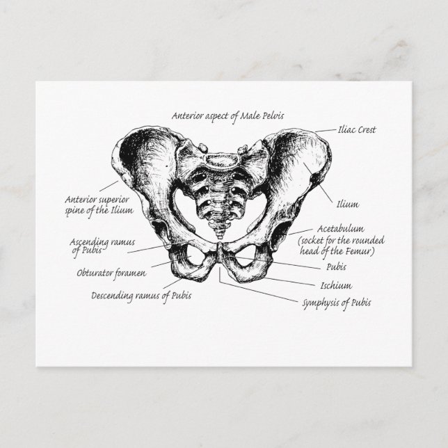 Male Pelvis Details Postcard (Front)