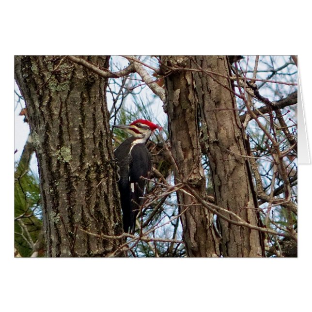 Male Pileated Woodpecker (Front Horizontal)