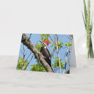 Male Pileated Woodpecker Card