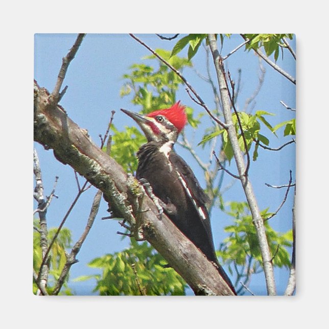 Male Pileated Woodpecker Magnet (Front)