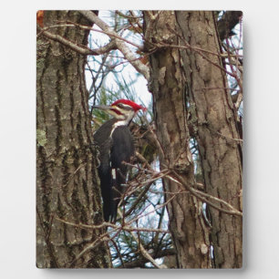 Male Pileated Woodpecker Plaque