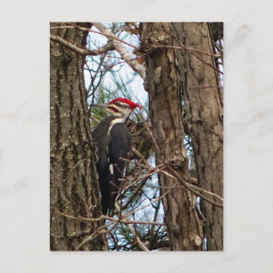 Male Pileated Woodpecker Postcard