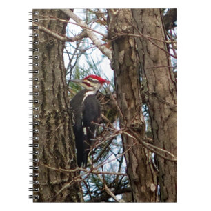 Male Pileated Woodpecker Spiral Notebook