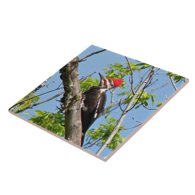 Male Pileated Woodpecker Tile (Side)