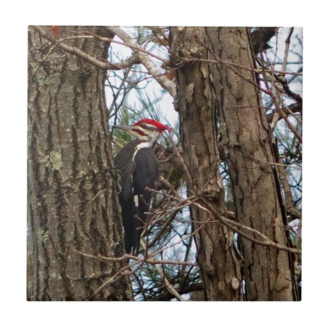 Male Pileated Woodpecker Tile (Front)
