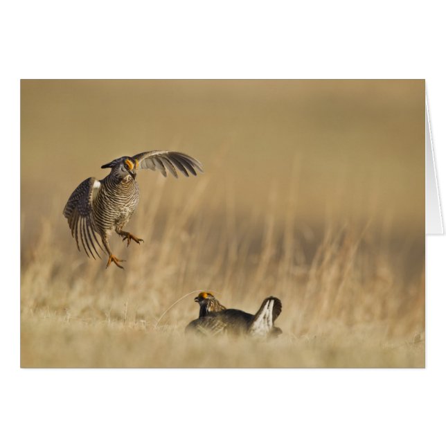 Male prairie chickens at lek in Loup County (Front Horizontal)