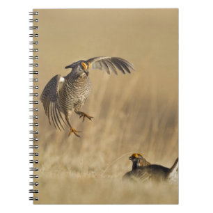 Male prairie chickens at lek in Loup County Spiral Notebook