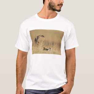 Male prairie chickens at lek in Loup County T-Shirt