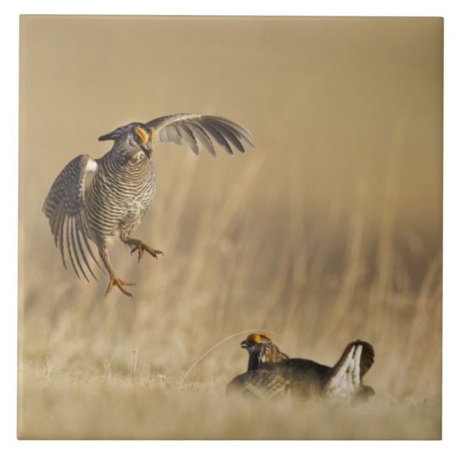 Male prairie chickens at lek in Loup County Tile (Front)