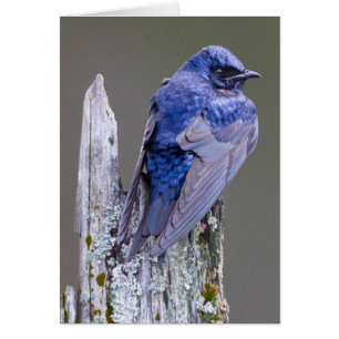 Male Purple Martin nest over Lake Sammamish