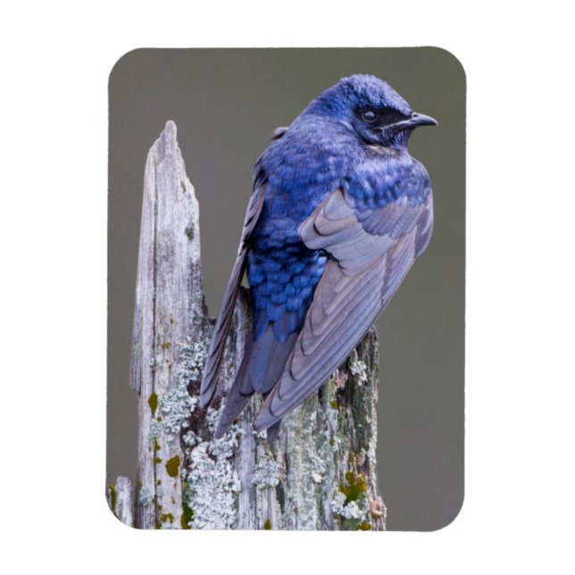 Male Purple Martin nest over Lake Sammamish Magnet (Vertical)