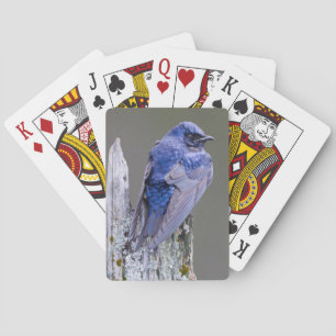 Male Purple Martin nest over Lake Sammamish Playing Cards
