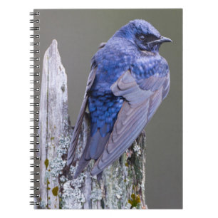 Male Purple Martin nest over Lake Sammamish Spiral Notebook
