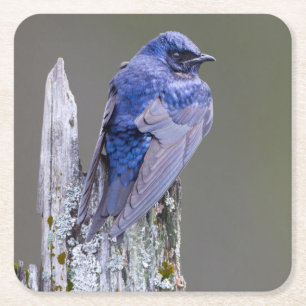 Male Purple Martin nest over Lake Sammamish Square Paper Coaster