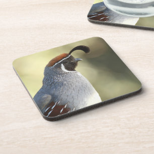 Male Quail Coaster