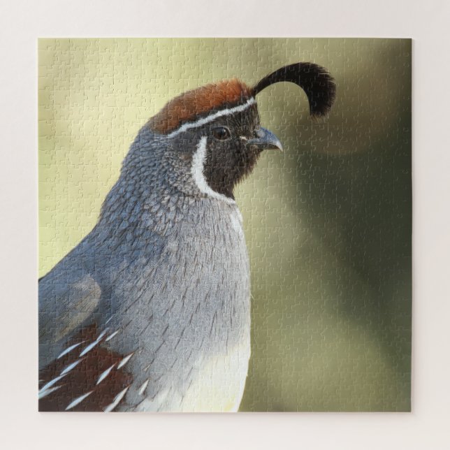 Male Quail Jigsaw Puzzle (Vertical)