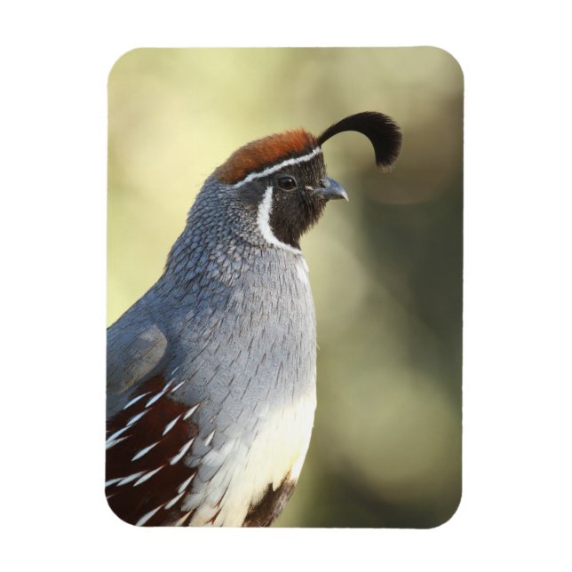 Male Quail Magnet (Vertical)