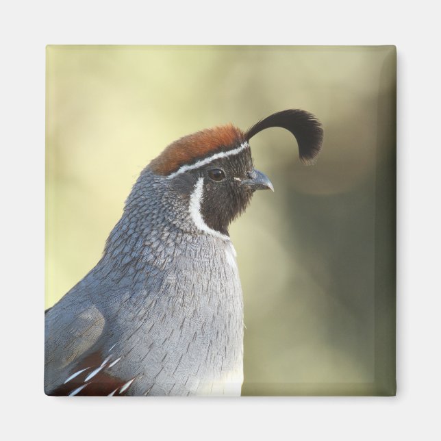 Male Quail Magnet (Front)