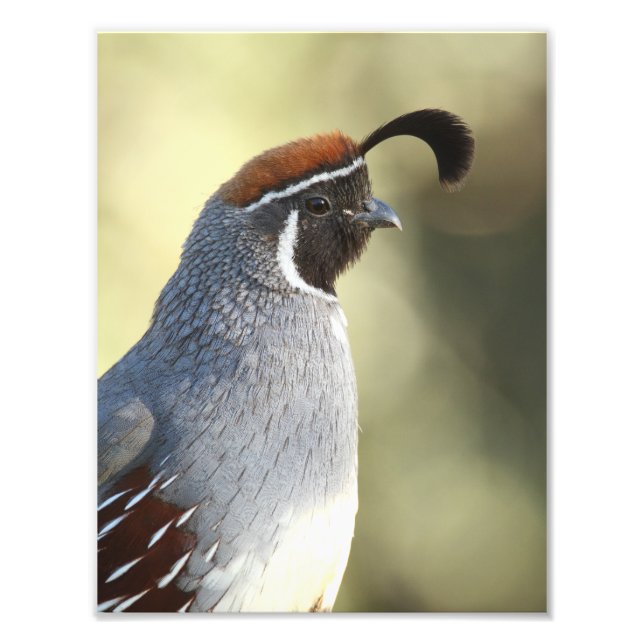 Male Quail Photo Print (Front)