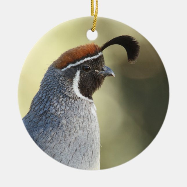 Male Quail Portrait Ceramic Tree Decoration (Front)