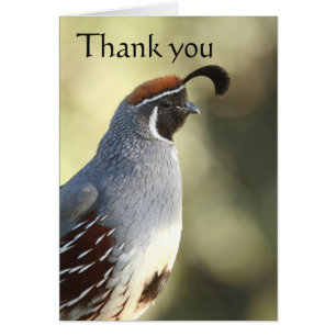 Male Quail, thank you