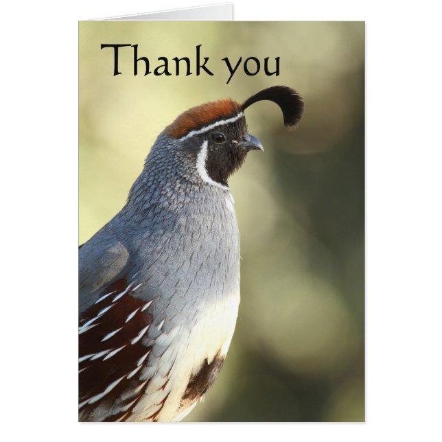 Male Quail, thank you (Front)