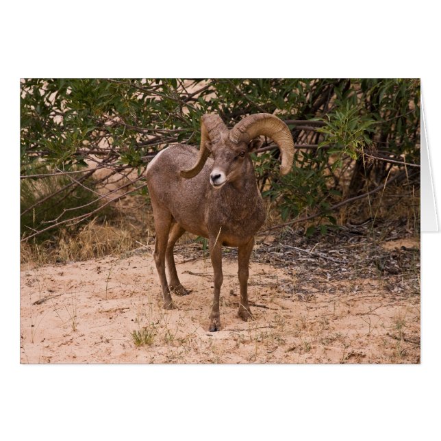 Male Ram Big Horn Sheep (Front Horizontal)