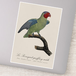 Male Red-Cheeked Parrot, Geoffroyus geoffroyi