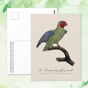 Male Red-Cheeked Parrot, Geoffroyus geoffroyi Postcard