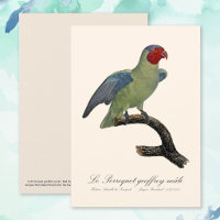 Male Red-Cheeked Parrot, Geoffroyus geoffroyi