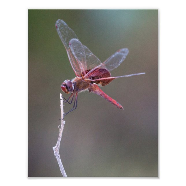 Male Red Saddlebags Dragonfly Photo Print (Front)