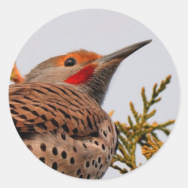Male Red-Shafted Northern Flicker in a Tree Classic Round Sticker (Front)