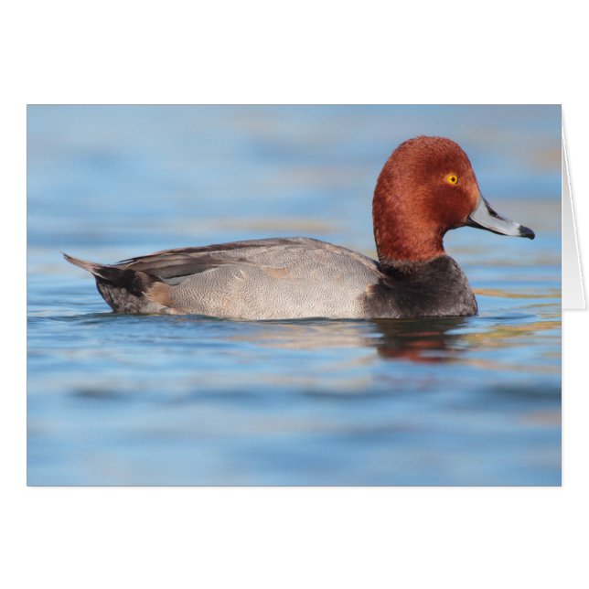Male Redhead duck (Front Horizontal)