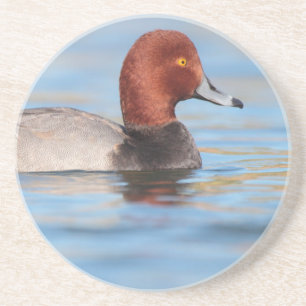 Male Redhead duck Coaster