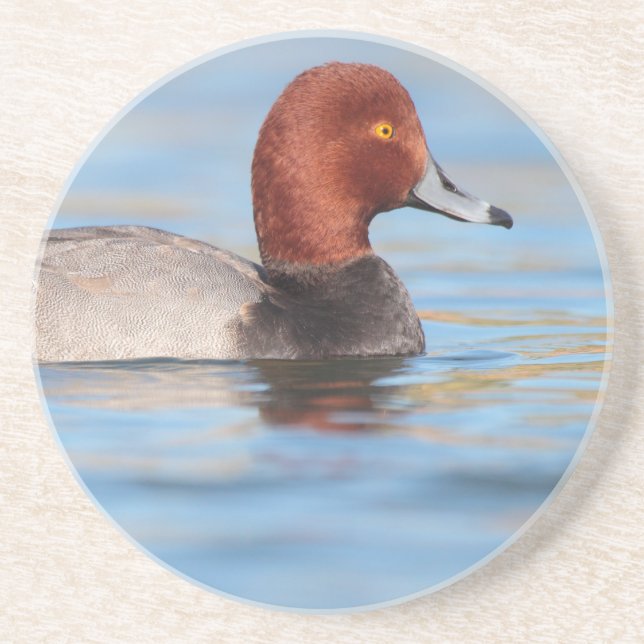 Male Redhead duck Coaster (Front)