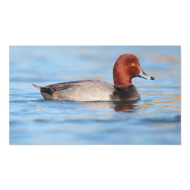 Male Redhead duck Photo Print (Front)