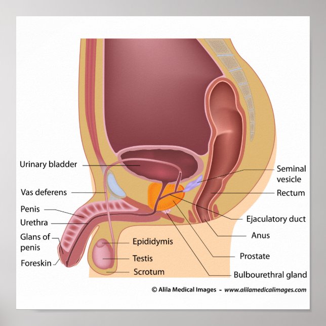 Male reproductive organs sagittal, labelled diagra poster (Front)