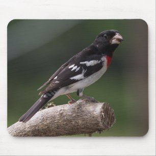 Male Rose-Breasted Grosbeak Mouse Pad