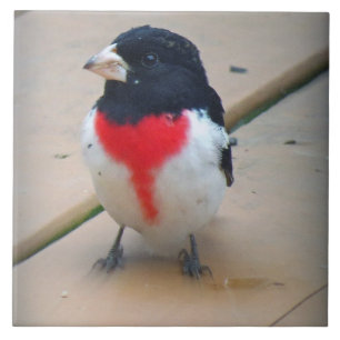 Male Rose-breasted Grosbeak Tile