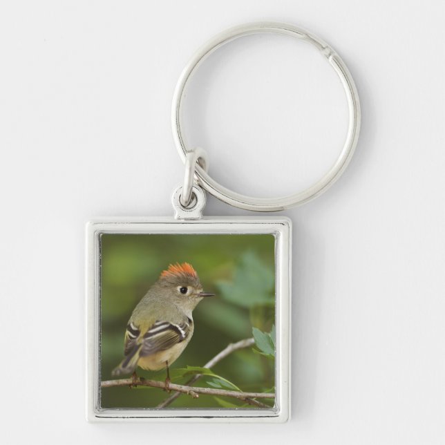 Male Ruby-crowned Kinglet, Regulus calendula Key Ring (Front)