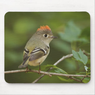 Male Ruby-crowned Kinglet, Regulus calendula Mouse Pad
