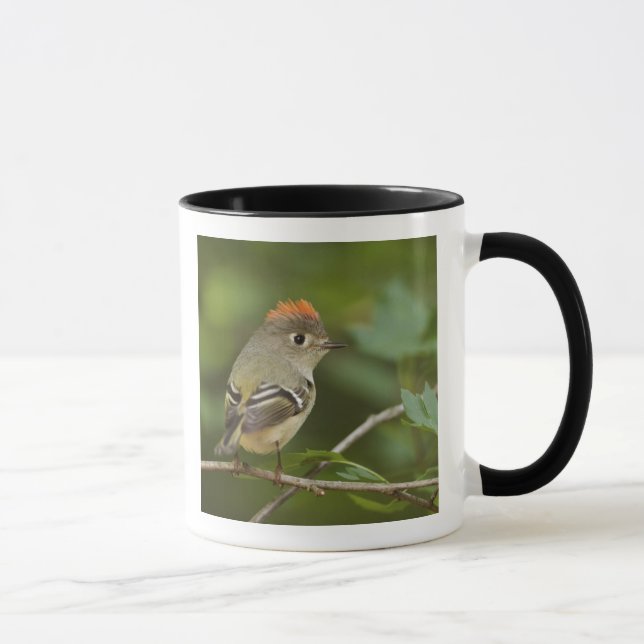 Male Ruby-crowned Kinglet, Regulus calendula Mug (Right)