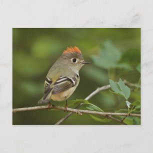 Male Ruby-crowned Kinglet, Regulus calendula Postcard