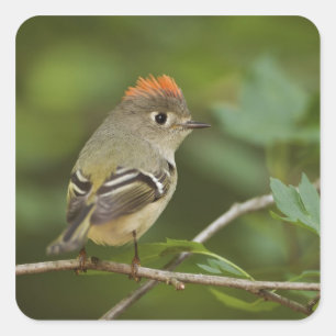 Male Ruby-crowned Kinglet, Regulus calendula Square Sticker