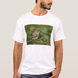 Male Ruby-crowned Kinglet, Regulus calendula T-Shirt