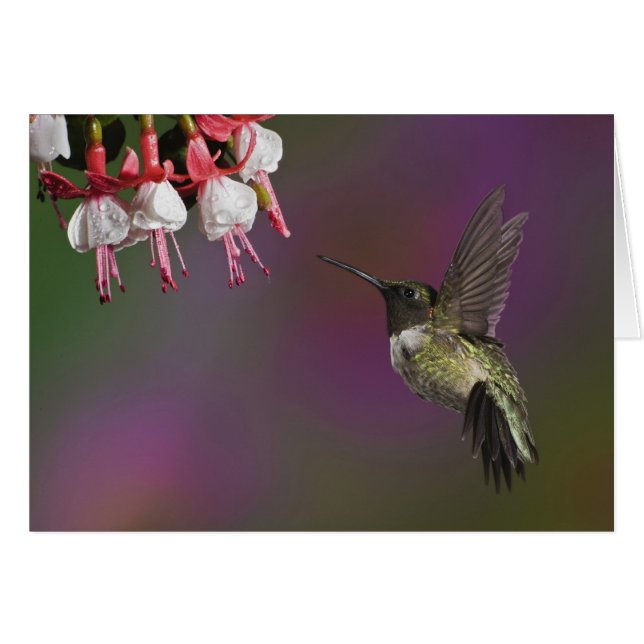 Male Ruby throated Hummingbird (Front Horizontal)