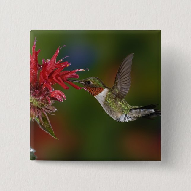 Male Ruby-throated Hummingbird 15 Cm Square Badge (Front)