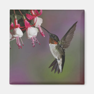 Male Ruby throated Hummingbird, Archilochus Magnet