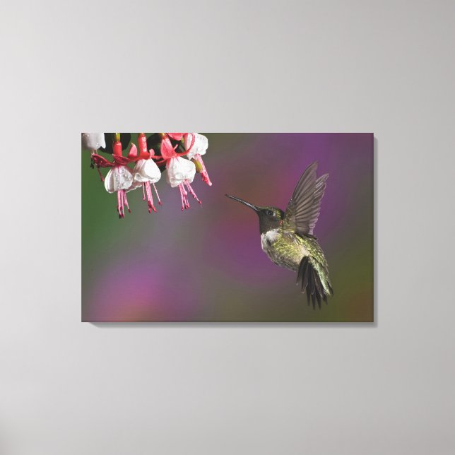 Male Ruby throated Hummingbird Canvas Print (Front)