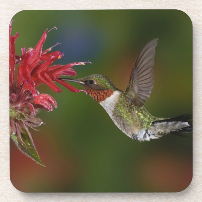 Male Ruby-throated Hummingbird Coaster (Front)